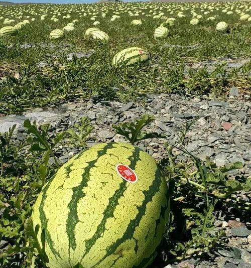 今日宁夏石缝瓜产地行情,独特地理环境孕育的绿色珍品，行情看涨！”