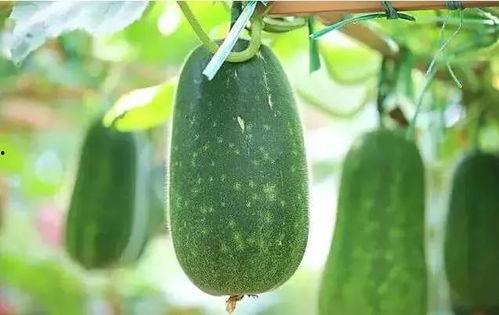 黑工吃瓜,揭秘幕后真相与行业乱象