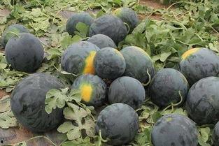 吃小瓜会黑吗,吃小瓜真的会导致皮肤变黑吗？