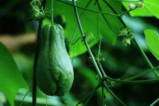 陕西今日佛手瓜价格,市场行情实时盘点