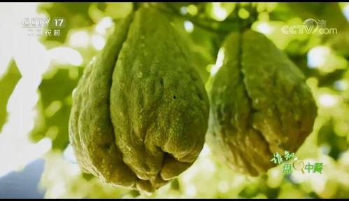 陕西今日佛手瓜价格,市场行情实时盘点