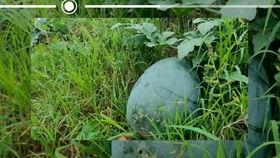 原创视频热门瓜,揭秘网络红人背后的故事