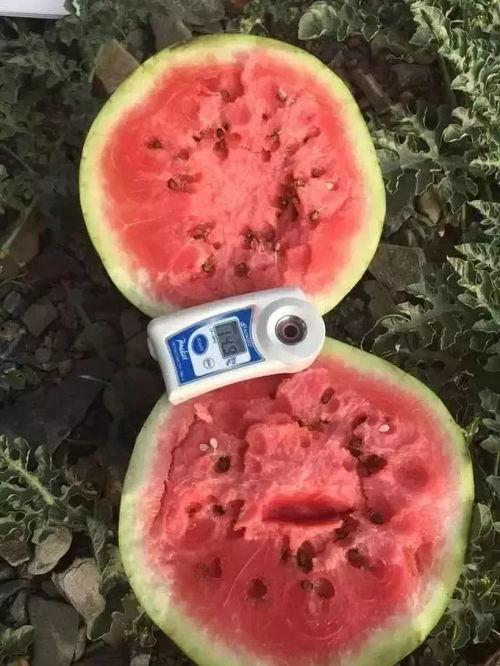 今日头条立秋吃瓜,瓜果飘香，解锁秋季养生新食尚！