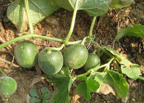 小圆瓜今日价格行情,今日市场动态一览