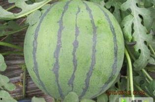 小圆瓜今日价格行情,今日市场动态一览