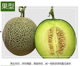 山东玫珑网纹瓜热门视频,视频里的甜蜜诱惑，揭秘瓜界新宠