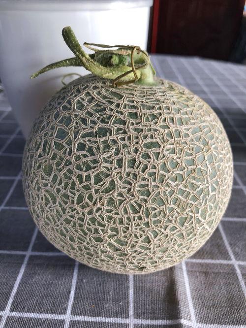 山东玫珑网纹瓜热门视频,视频里的甜蜜诱惑，揭秘瓜界新宠