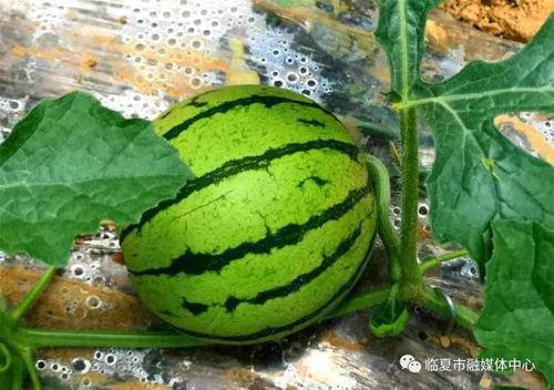 临夏吃瓜的黑料群,揭秘网络谣言背后的真相