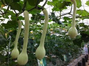 今日蒲瓜的价格2024,蒲瓜市场新动向