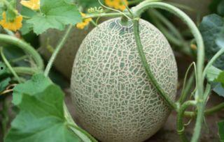 河南哈密瓜今日价格,品质佳品，实惠之选
