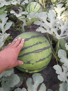 聊城莘县各瓜今日价格,新鲜上市，价格走俏