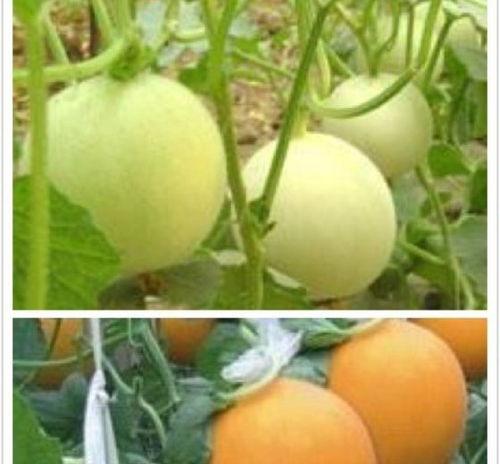 聊城莘县各瓜今日价格,新鲜上市，价格走俏