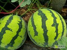 聊城莘县各瓜今日价格,新鲜上市，价格走俏