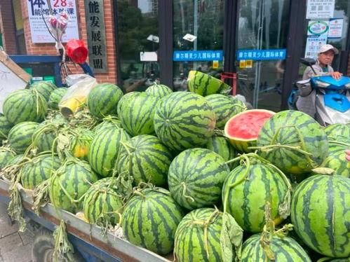 今日吊瓜价格最新行情