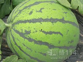 礼品瓜今日价格行情,价格波动解析与市场趋势洞察