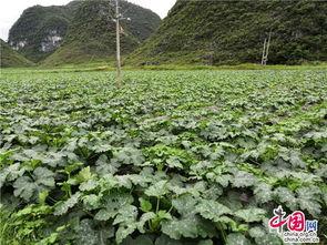 白瓜上热门,揭秘夏日清凉新宠