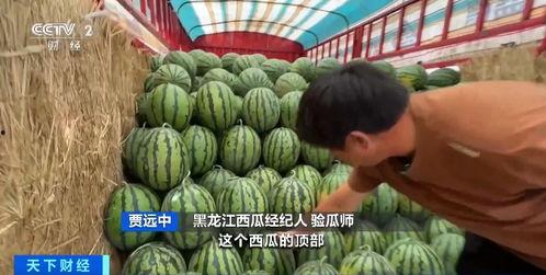 新疆今日瓜价最新行情,今日瓜价行情一览