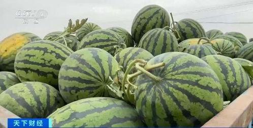 新疆今日瓜价最新行情,今日瓜价行情一览