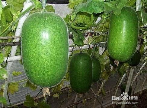 哈密瓜为什么越吃越黑呢,揭秘哈密瓜越吃越黑的秘密