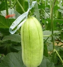 高石脆瓜今日价格,市场行情一览