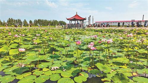 兴十四村瓜今日价格