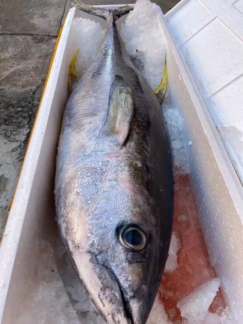 吃瓜爆料抖音网红多鱼,吃瓜爆料背后的故事与真相