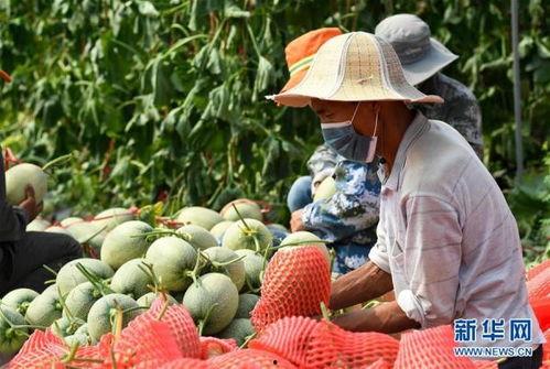 乐东二瓜今日价格,价格行情一览”