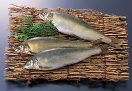 甘肃瓜州今日鱼价,新鲜鱼价一览