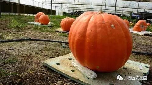 八月热门瓜,热门瓜料盘点