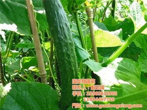 云南建水小瓜今日价格,价格行情一览”