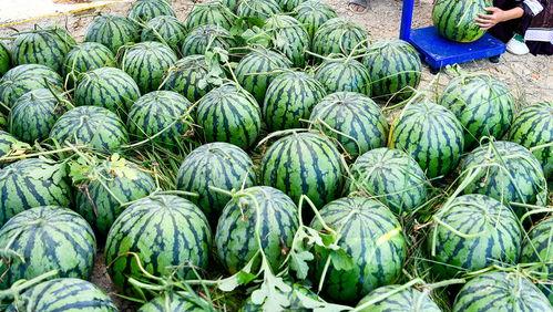 中国吃瓜爆料群有哪些人,揭秘背后的人生百态