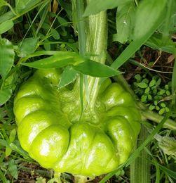 云南姜柄瓜今日价格,市场波动下的行情解析