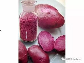 荷兰乳瓜今日天津价格,行情分析一览