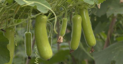 河南今日瓜菜行情价格,价格波动，市场供需分析