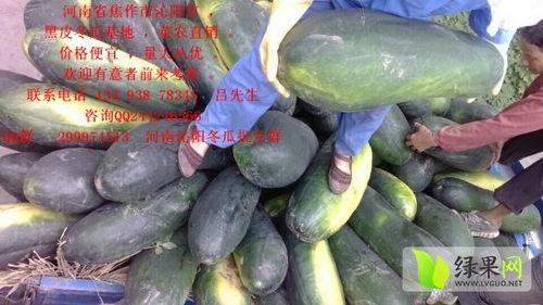 黑瓜今日价格行情,今日行情一览”