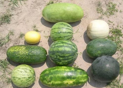 黑瓜今日价格行情,今日行情一览”