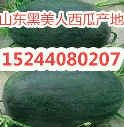 黑瓜今日价格行情,今日行情一览”