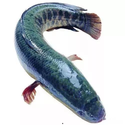 黑鱼视频吃瓜热门网站大全,热门网站大全吃瓜指南