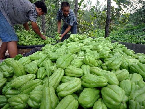 佛手瓜价格今日价,市场行情一览”