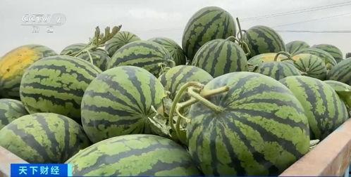 今日粉瓜价格最新行情,最新行情揭示市场动态”