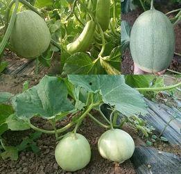 普宁热门吃瓜事件真相揭秘,揭秘背后的真相与真相背后的真相