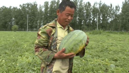 普宁热门吃瓜事件真相揭秘,揭秘背后的真相与真相背后的真相