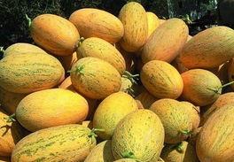 潮州今日哈密瓜价,新鲜上市，价格走俏