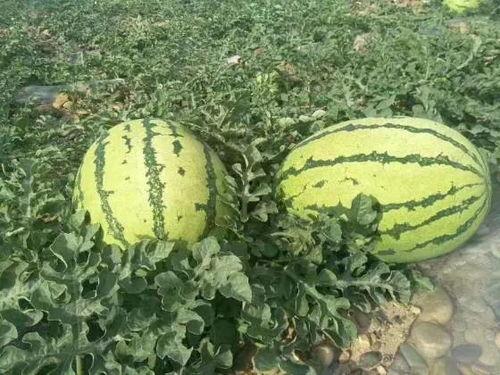 今日硒砂瓜价格走势,今日市场行情解析