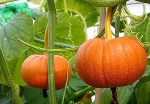 西安热门吃瓜事件