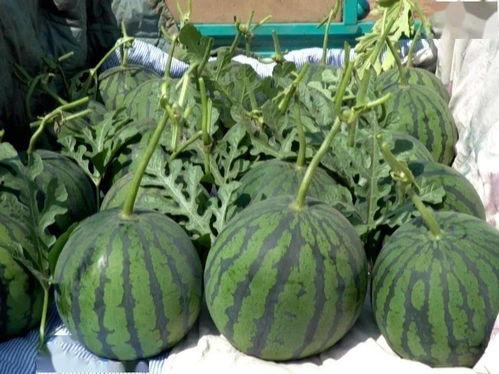 辽宁朝阳今日吊瓜价格,朝阳今日吊瓜价格行情分析