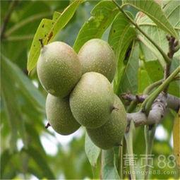 辽宁朝阳今日吊瓜价格,朝阳今日吊瓜价格行情分析