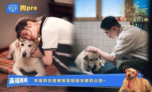 吃瓜爆料张婧仪是谁啊,吃瓜爆料中的张婧仪，她是何方神圣？