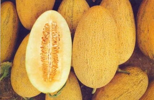 哈密瓜今日上线了吗,尽享夏日清新美味