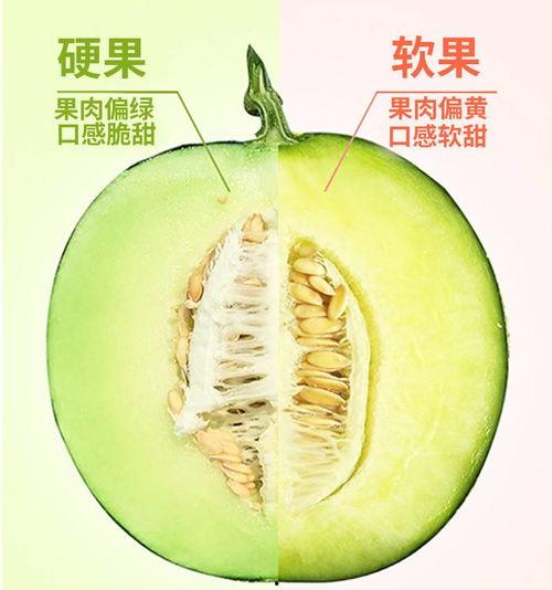 网纹蜜瓜热门视频下载,解锁夏日甜蜜滋味攻略